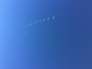Создать мем: журавлиный клин в голубом небе, размытое изображение, вереница лебедей