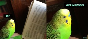 Create meme: parrot reading a book, parrot, parrots for VP