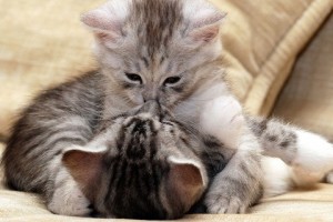 Create meme: kitties, hugs pictures cute, cute cats cuddling