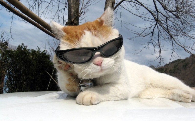 Create meme: cat with glasses, cat in sunglasses, cat in glasses meme