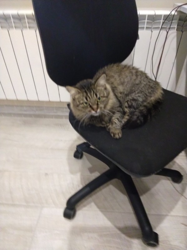 Create meme: office chair, cat , kitty 