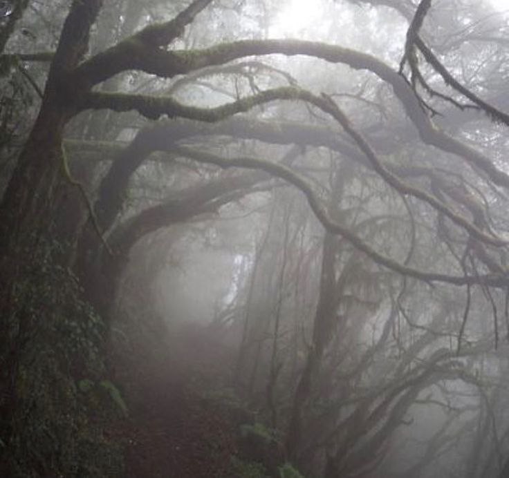 Create meme: forest fog, dark photos, forest misty