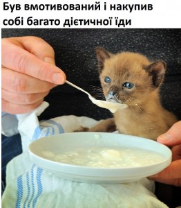 Create meme: kitten in cream