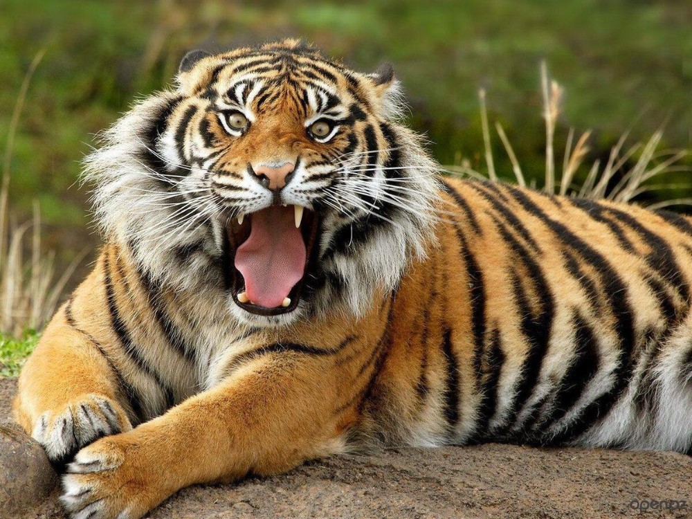 Create meme: tiger tiger, amur tiger grin, tiger tiger