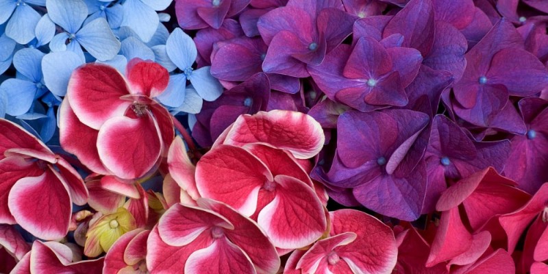Create meme: hydrangea, flowers hydrangea, the most beautiful flowers 