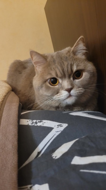 Create meme: Scottish fold , Scottish straight , Scottish