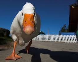 Create meme: funny goose, evil goose, goose