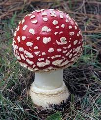 Create meme: toadstool mushroom, fly agaric is poisonous, poisonous mushrooms