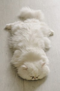 Create meme: fluffy cat, white fluffy kitten