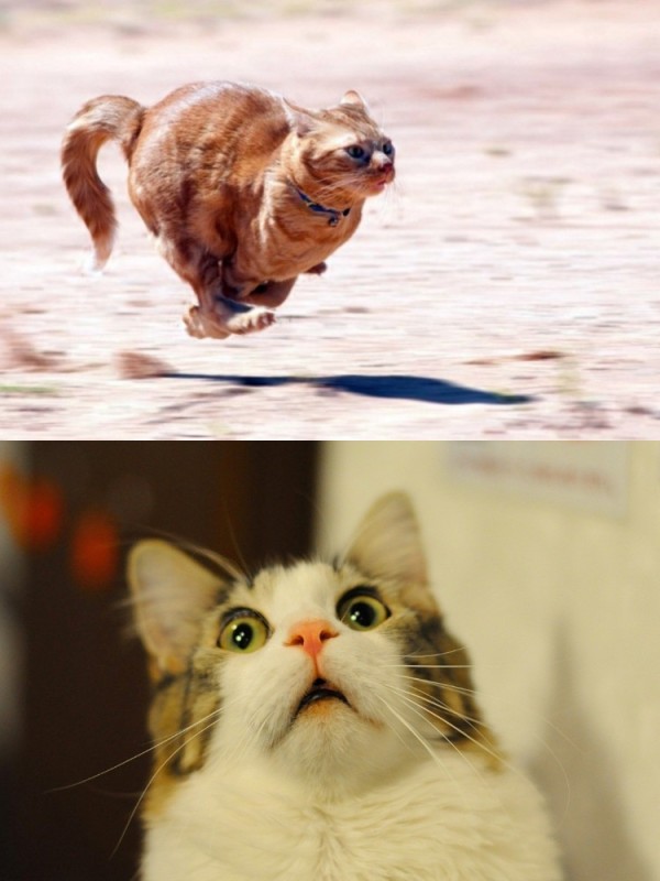 Создать мем: кот, удивленный кот, смешные коты