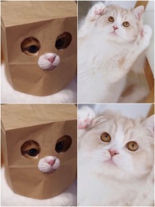 Создать мем: открытка с котом мем, котики смешные, котики мемные