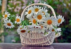 Create meme: chamomile flowers, the day of family, love and fidelity, romashki