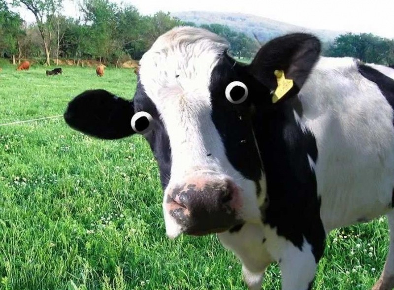 Create meme: cow chick, holstein cow, funny cow