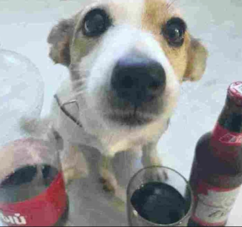 Create meme: dog , dog Jack Russell Terrier, coca cola dog