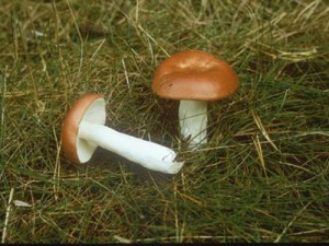 Создать мем: boletus edulis, масленок поздний, маслята