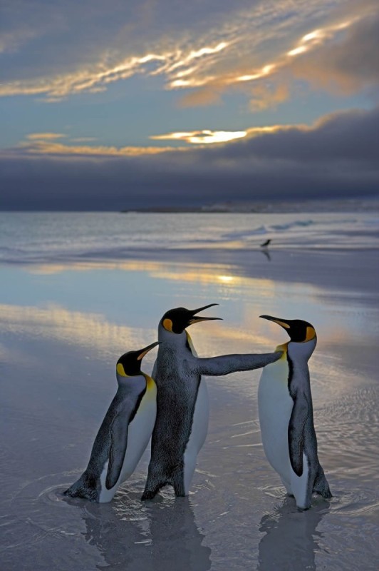 Create meme: penguin , penguin bird, falkland islands penguins