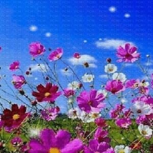 Create meme: summer flowers, the flowers on the background, morning flowers