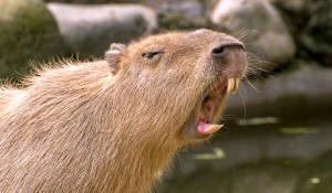 Create meme: capybara smiling, the largest rodent is the capybara, a pet capybara