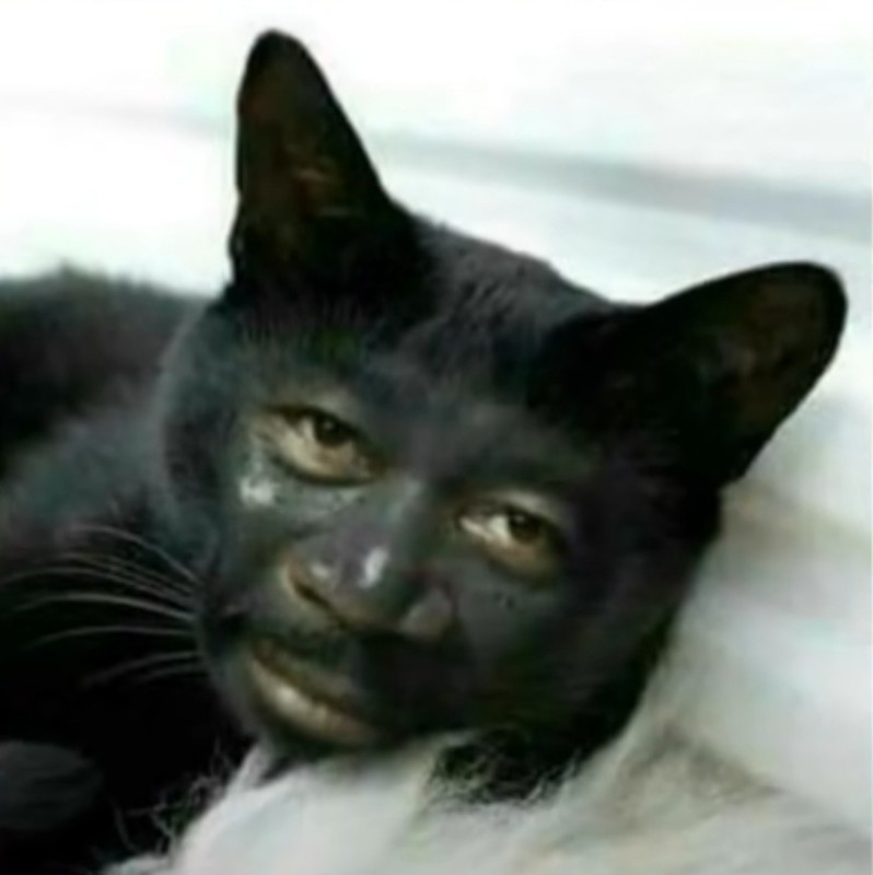 Create meme: nigga cat, cat nigger , black kitty
