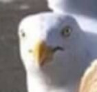 Create meme: herring gull, Seagull, seagull