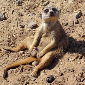 Create meme: female meerkat, African meerkat, animal meerkat