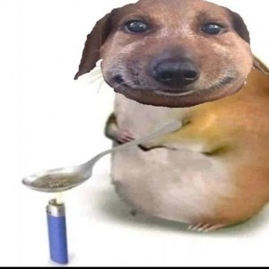 Create meme: meme dog, dog, Dachshund meme