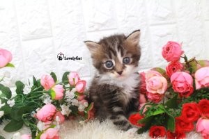 Создать мем: кошечка, полосатый котёнок и цветы, котенок с цветами
