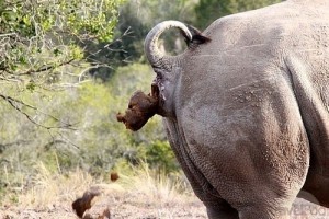 Create meme: white Rhino, Rhino, elephant vs Rhino
