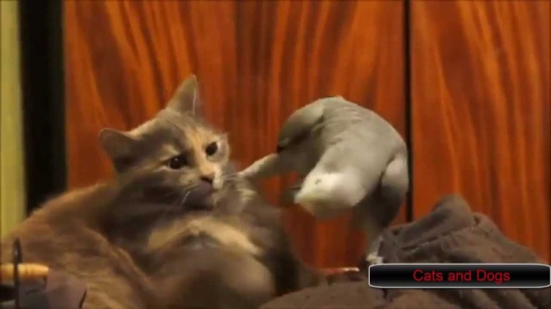 Create meme: cat and parrot, the brazen cat , cat funny 