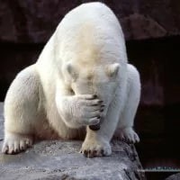 Create meme: polar bear , polar bear funny, The polar bear is an animal