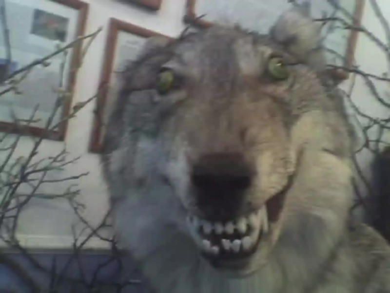 Create meme: The wolf is stuffed, stoned wolf meme, the stuffed wolf is funny