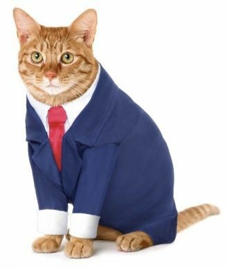 Создать мем: кот в спортивном костюме, коты в деловых костюмах, деловой кот