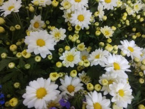 Create meme: chamomile photo, small daisies pictures, chamomile pictures