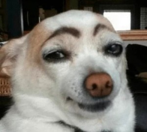 Create meme: dog with eyebrows, a dog with painted eyebrows