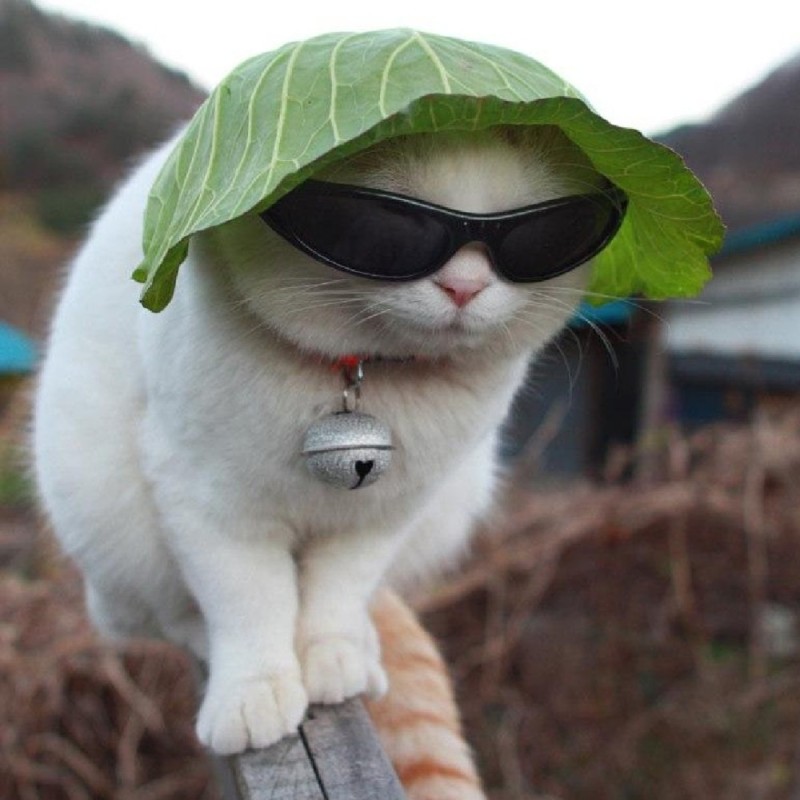 Create meme: funny cat, the cutest cats, a white cat with glasses