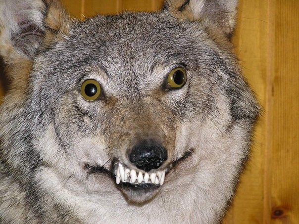 Create meme: stuffed wolf "wolf akela", demented wolves, grin wolf