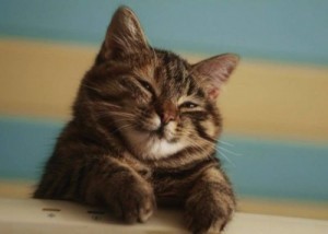Create meme: lazy, mood, the mustachioed cat