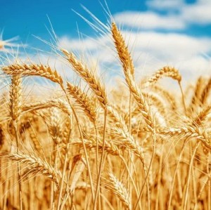 Create meme: wheat, wheat field