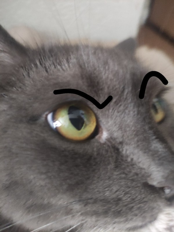 Create meme: cat eye , the eyes of cats, anisocoria in a cat