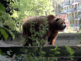 Create meme: Moscow Zoo brown bear, brown bear kodiak, grizzly brown bears