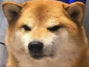 Create meme: Shiba inu dog, dog Akita inu, Shiba inu