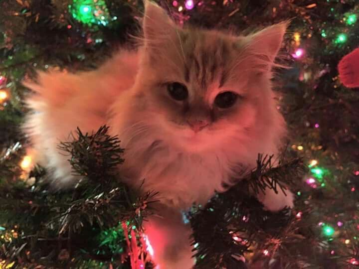 Создать мем: christmas cat, котята пушистые, новогодний