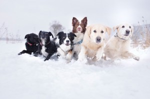 Create meme: dog in winter, Retriever dog