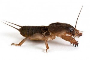 Create meme: mole, insect, Mole cricket