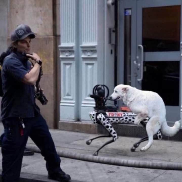 Create meme “10 downing street in london, street dog, the dog guide