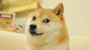Create meme: Shiba inu doggie, the breed is Shiba inu, the breed is Shiba inu
