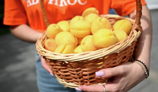 Create meme: apricot variety kichiginsky, apricots in the basket, apricot