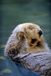 Create meme: cute otter, otter, sea otter