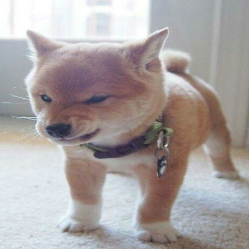 Create meme: dog , Shiba inu ryūji, shiba inu