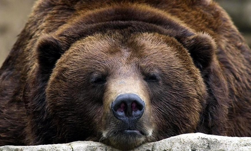 Create meme: grizzly bears, brown bears, The formidable brown bear